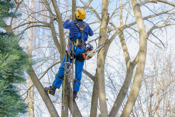 Best Tree and Shrub Care  in Manawa, WI